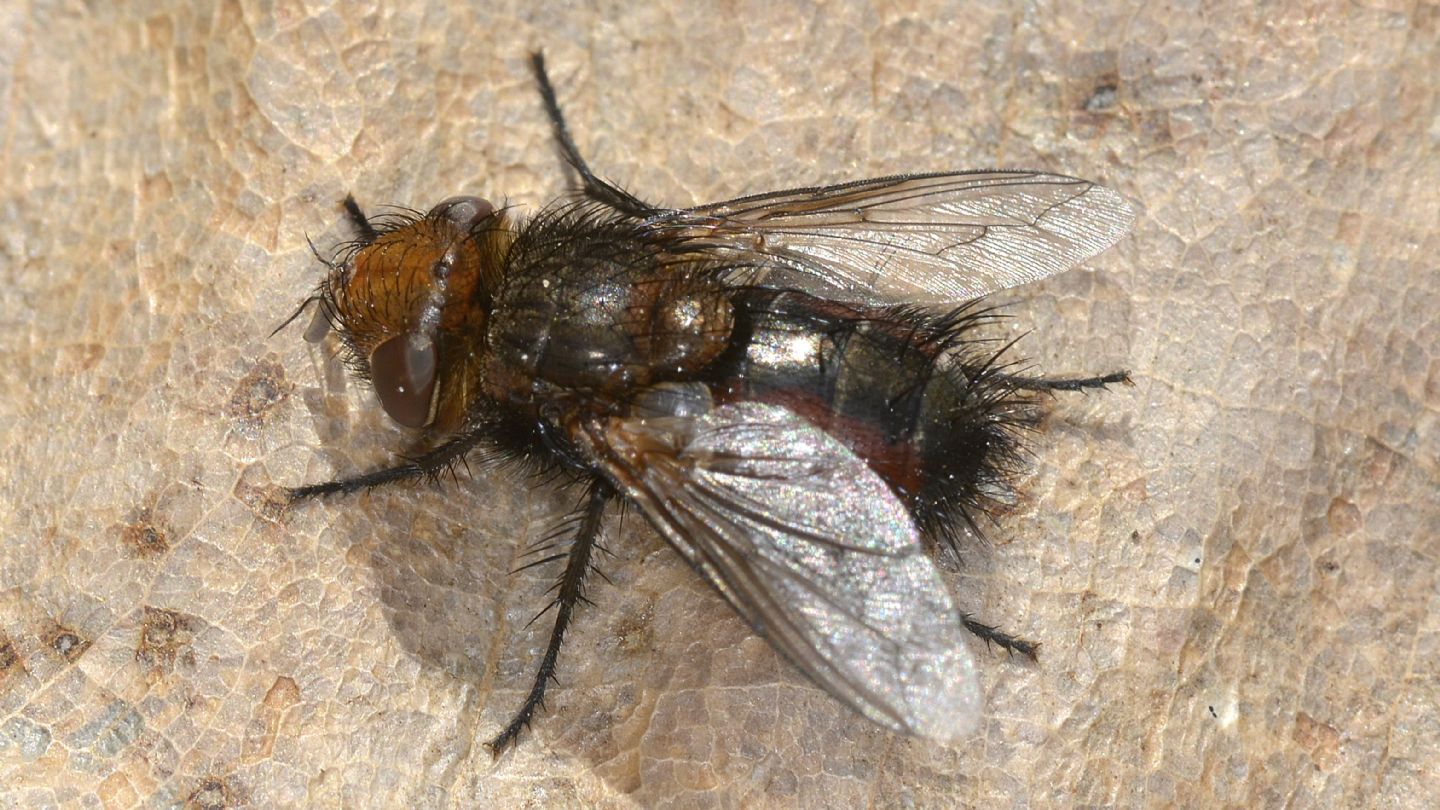 Tachinidae: Gonia sp. (cfr.)