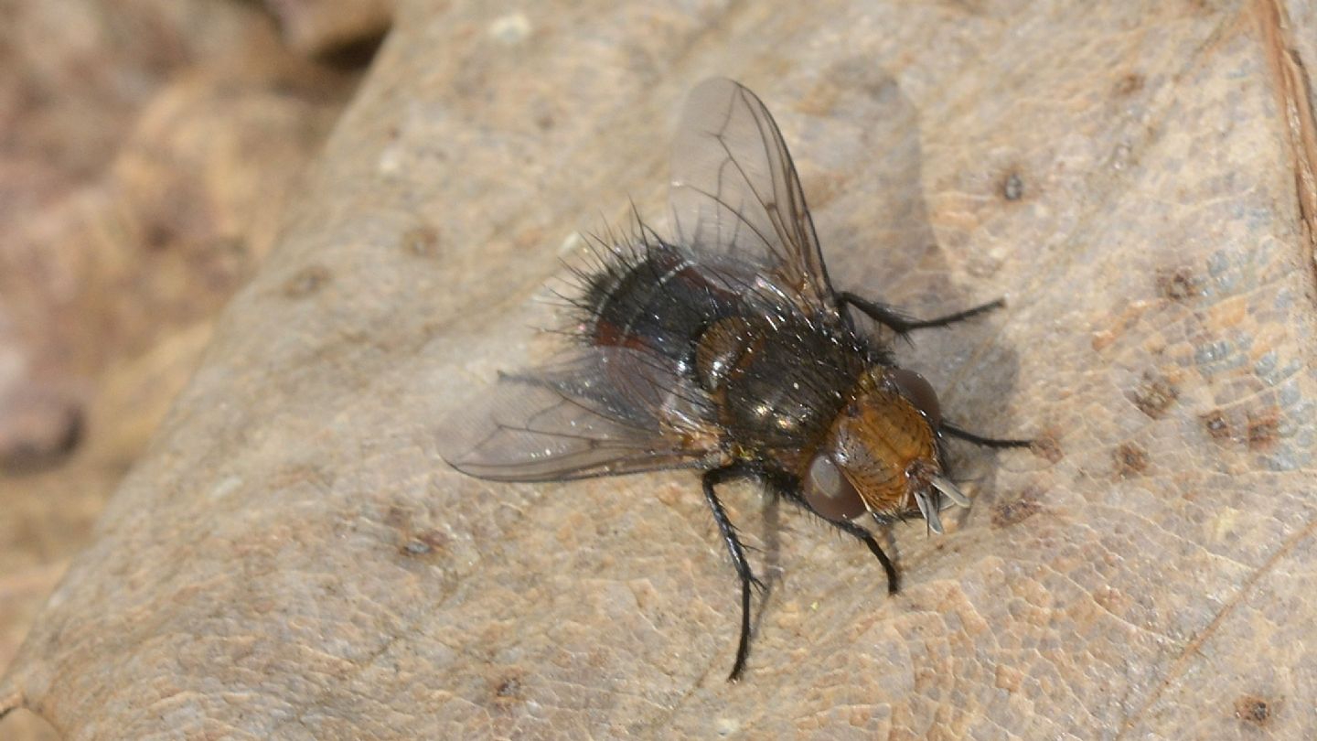 Tachinidae: Gonia sp. (cfr.)