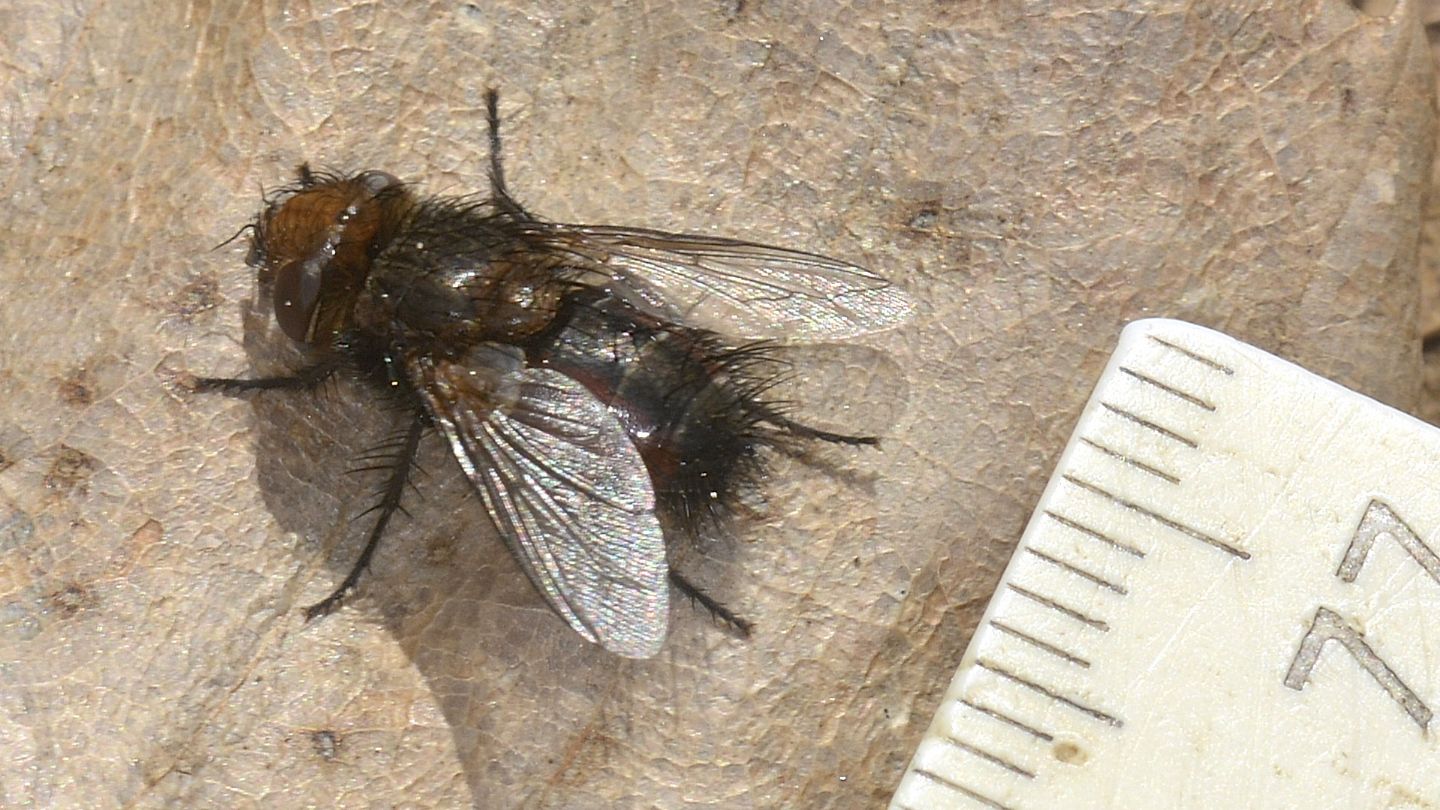 Tachinidae: Gonia sp. (cfr.)