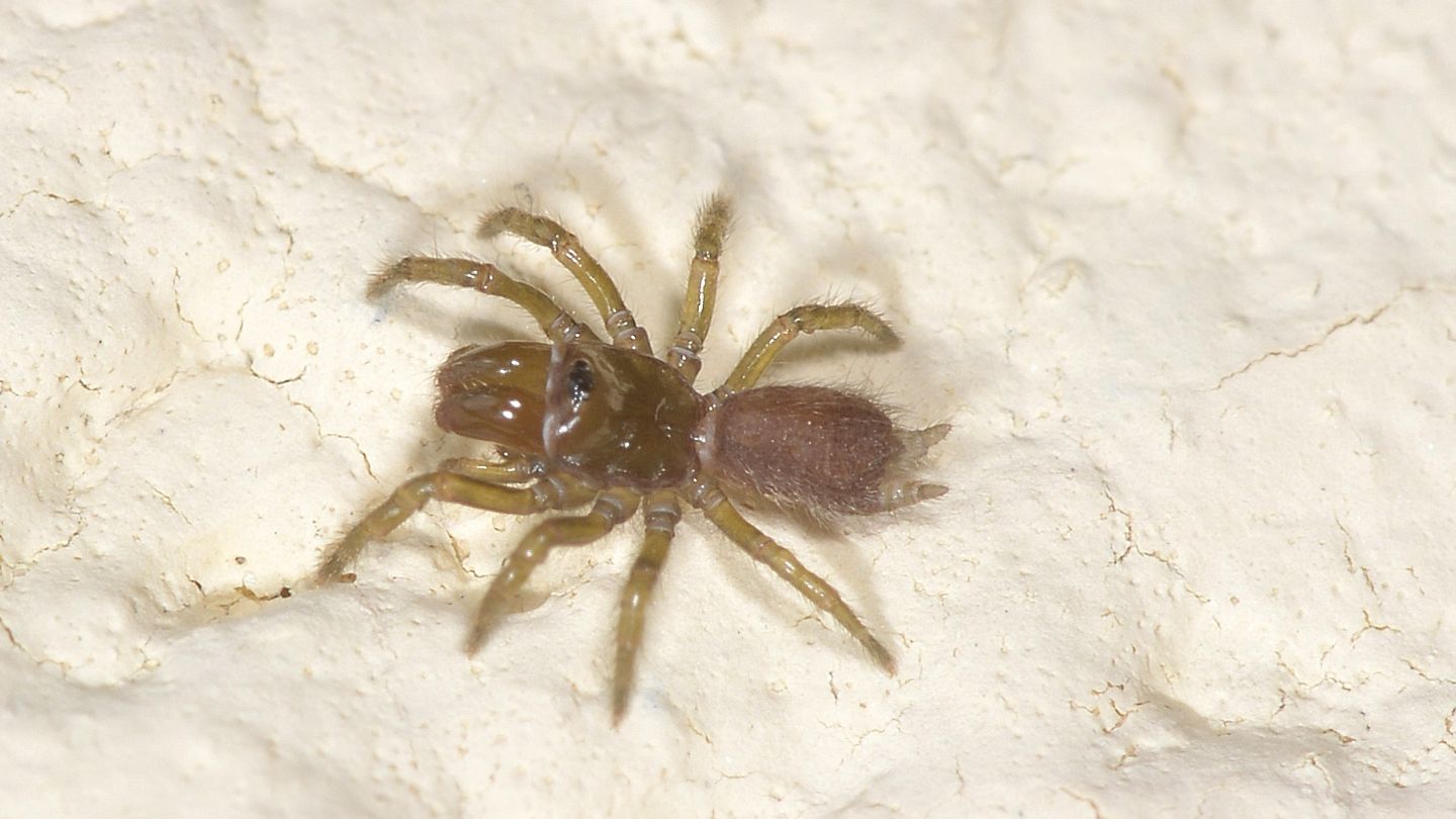 Atypus sp. (e Salticus cfr. scenicus, femmina) - Bannio Anzino (VCO)