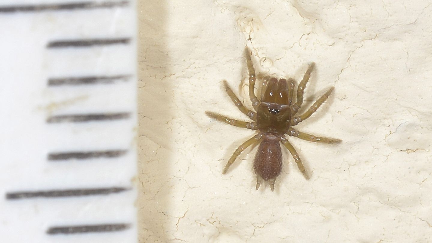 Atypus sp. (e Salticus cfr. scenicus, femmina) - Bannio Anzino (VCO)