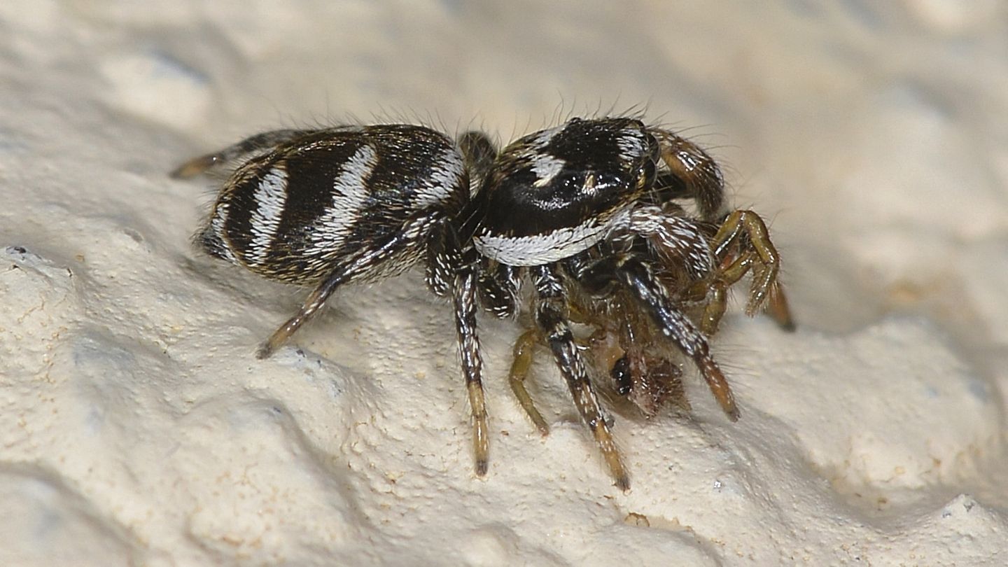 Atypus sp. (e Salticus cfr. scenicus, femmina) - Bannio Anzino (VCO)