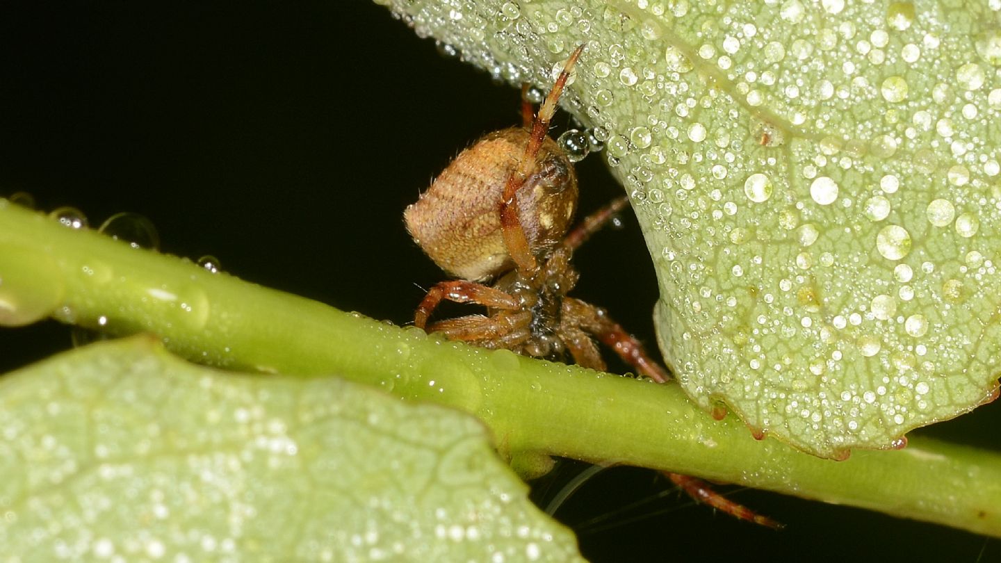 Araneus angulatus, giovane (cfr.) - Bannio Anzino (VCO)