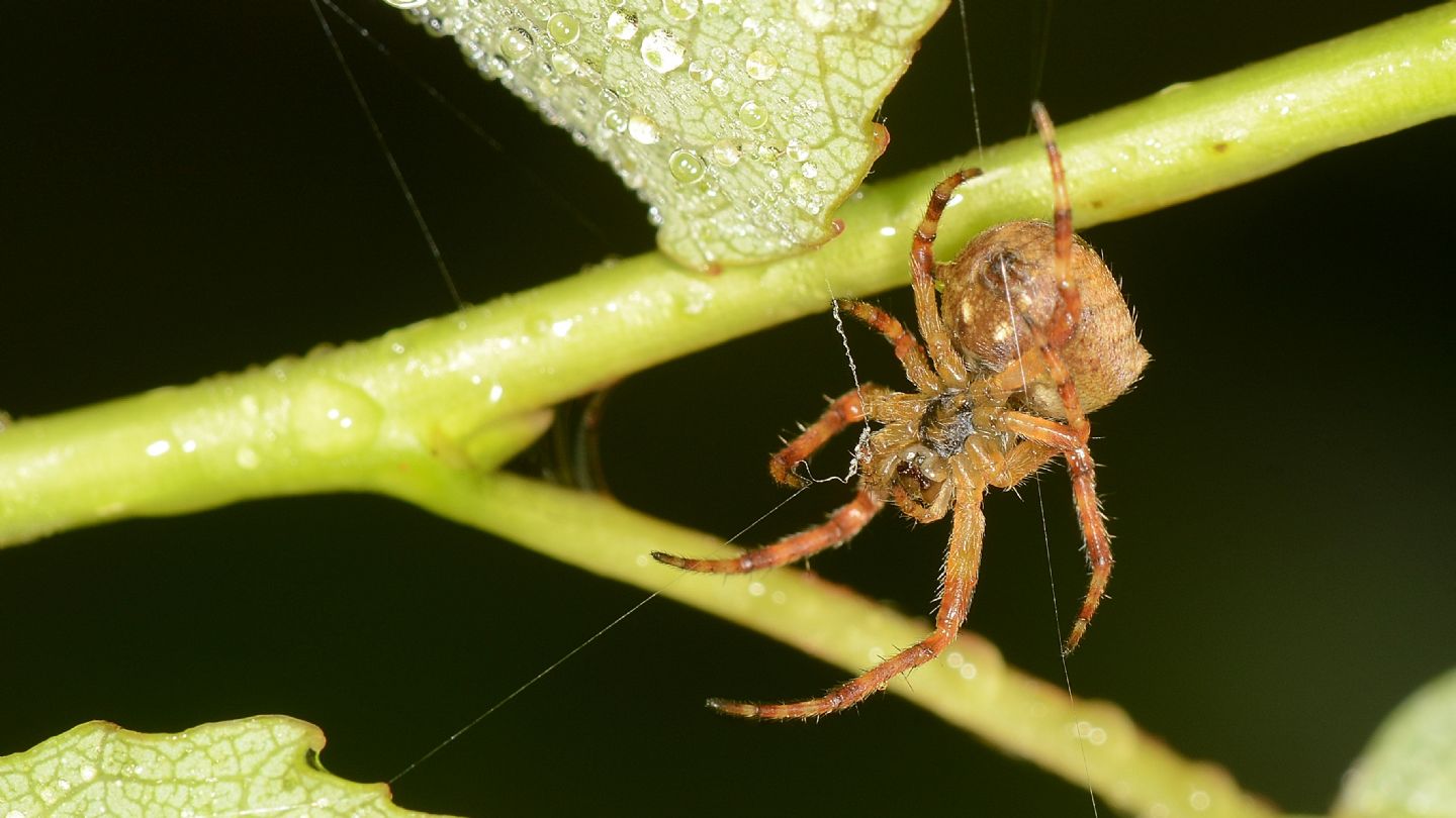 Araneus angulatus, giovane (cfr.) - Bannio Anzino (VCO)