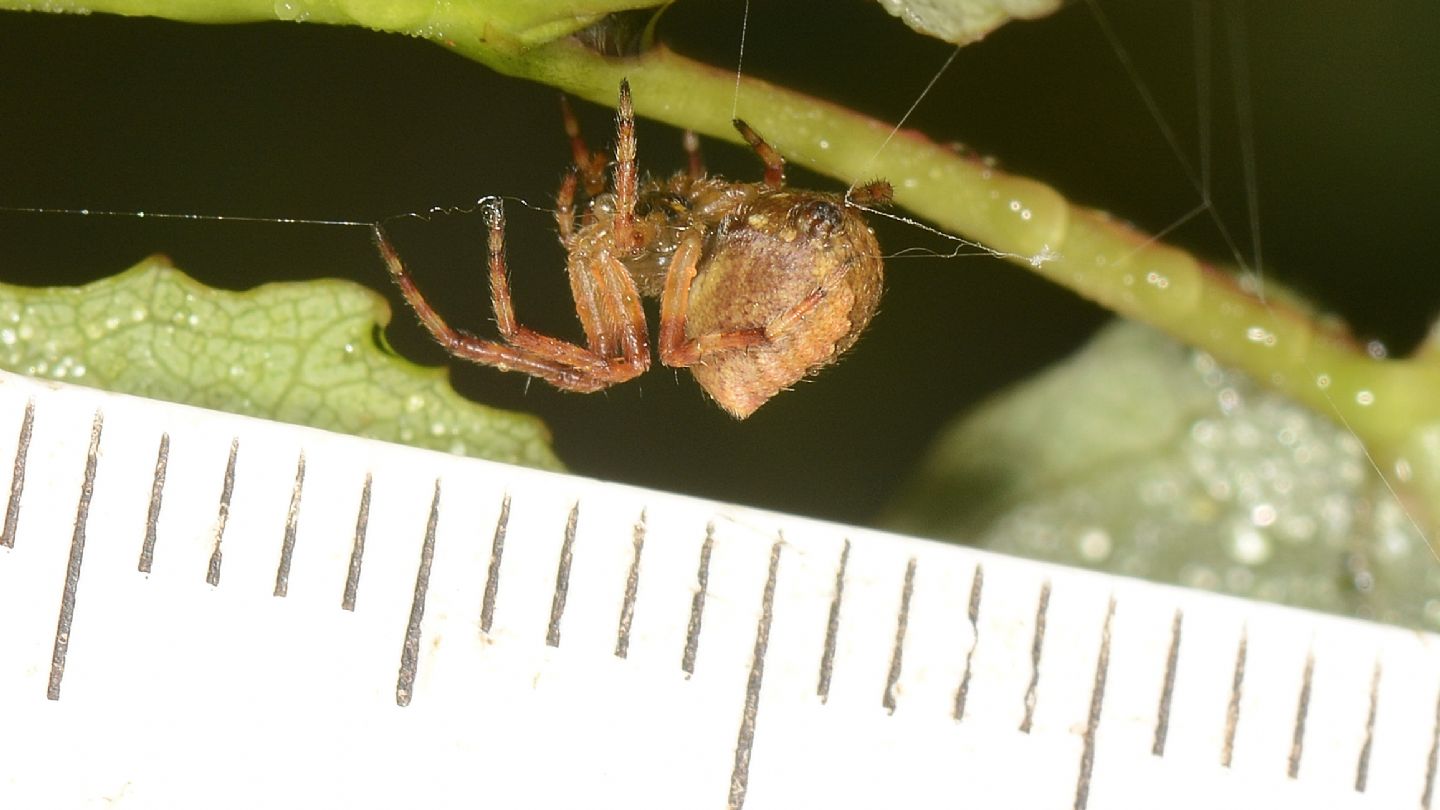 Araneus angulatus, giovane (cfr.) - Bannio Anzino (VCO)