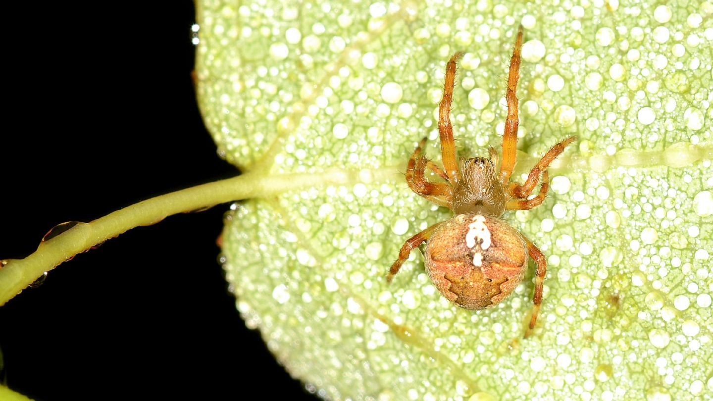 Araneus angulatus, giovane (cfr.) - Bannio Anzino (VCO)