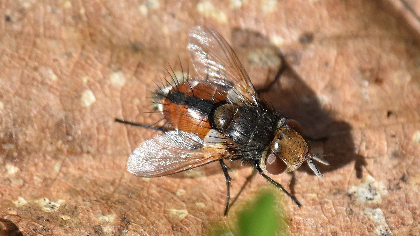 Tachinidae: Gonia vacua (cfr.)