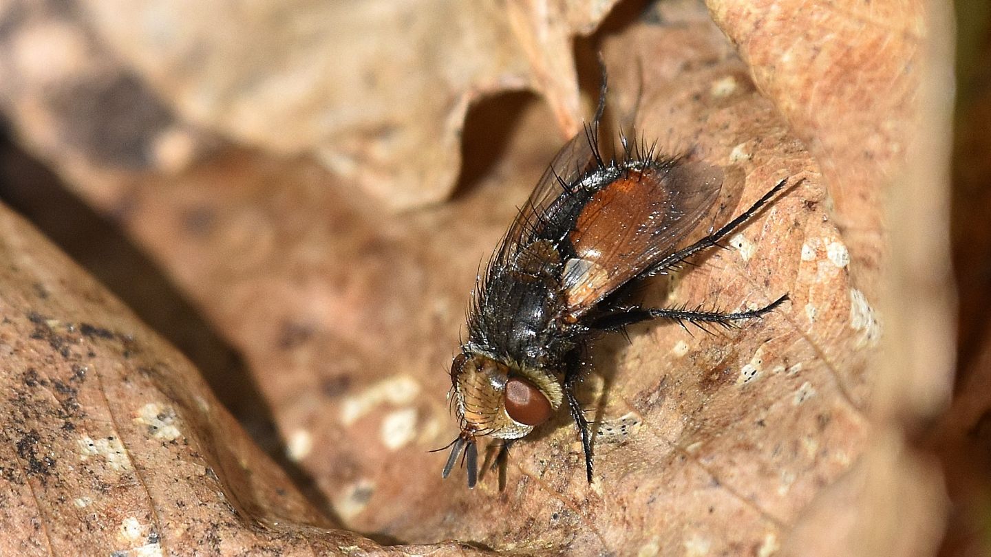 Tachinidae: Gonia vacua (cfr.)