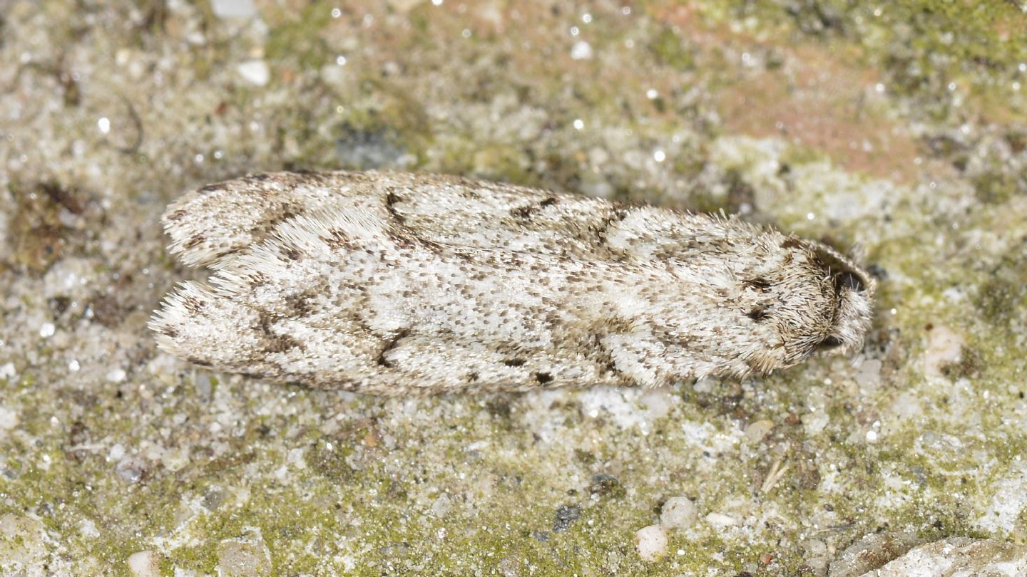 Diurnea fagella - Chimabachidae