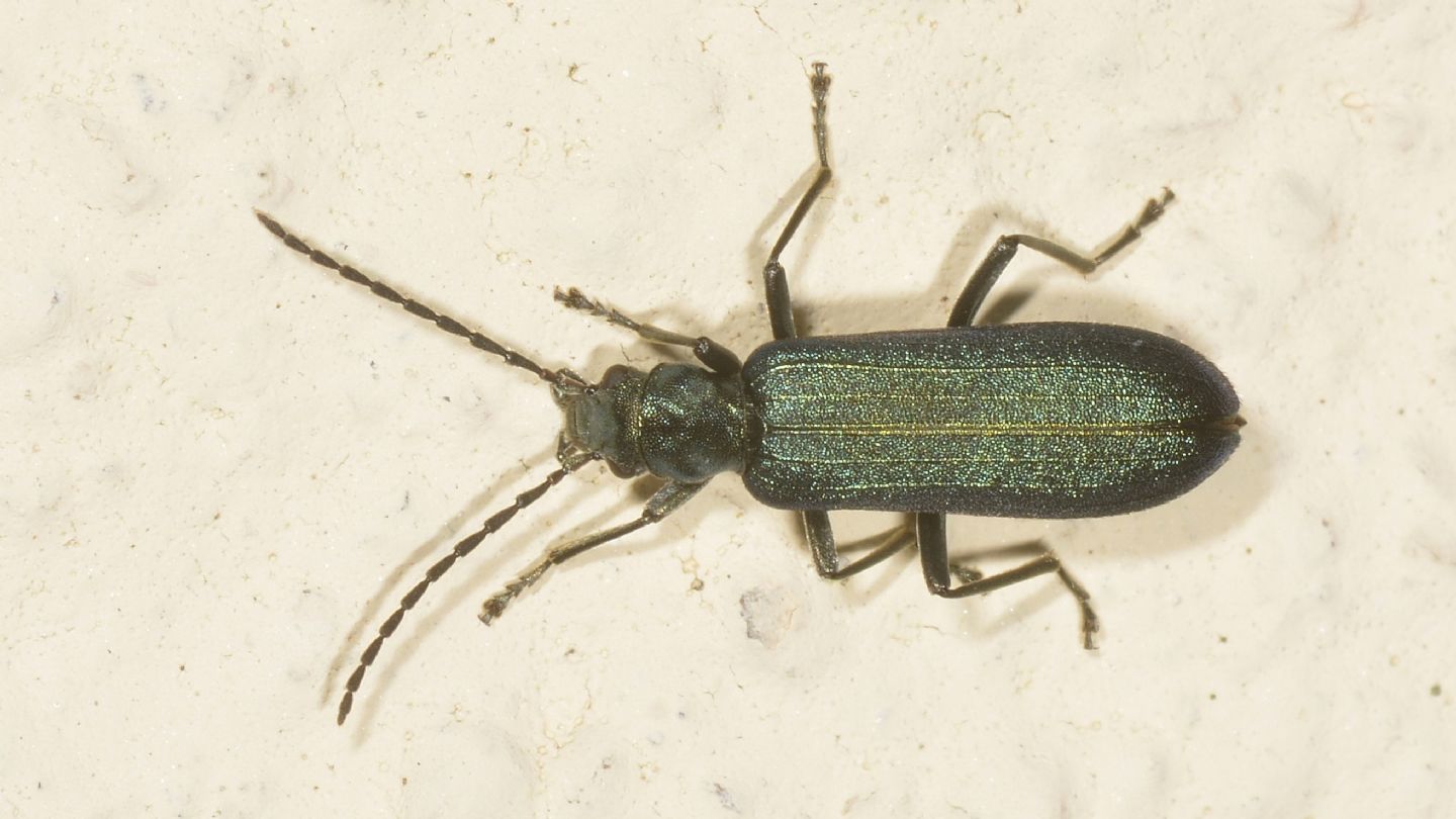 Oedemeridae: Ischnomera sp.