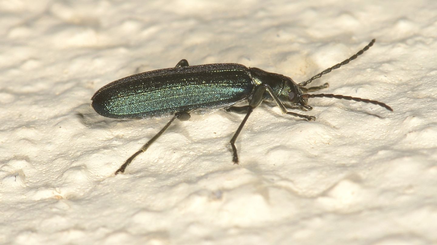 Oedemeridae: Ischnomera sp.