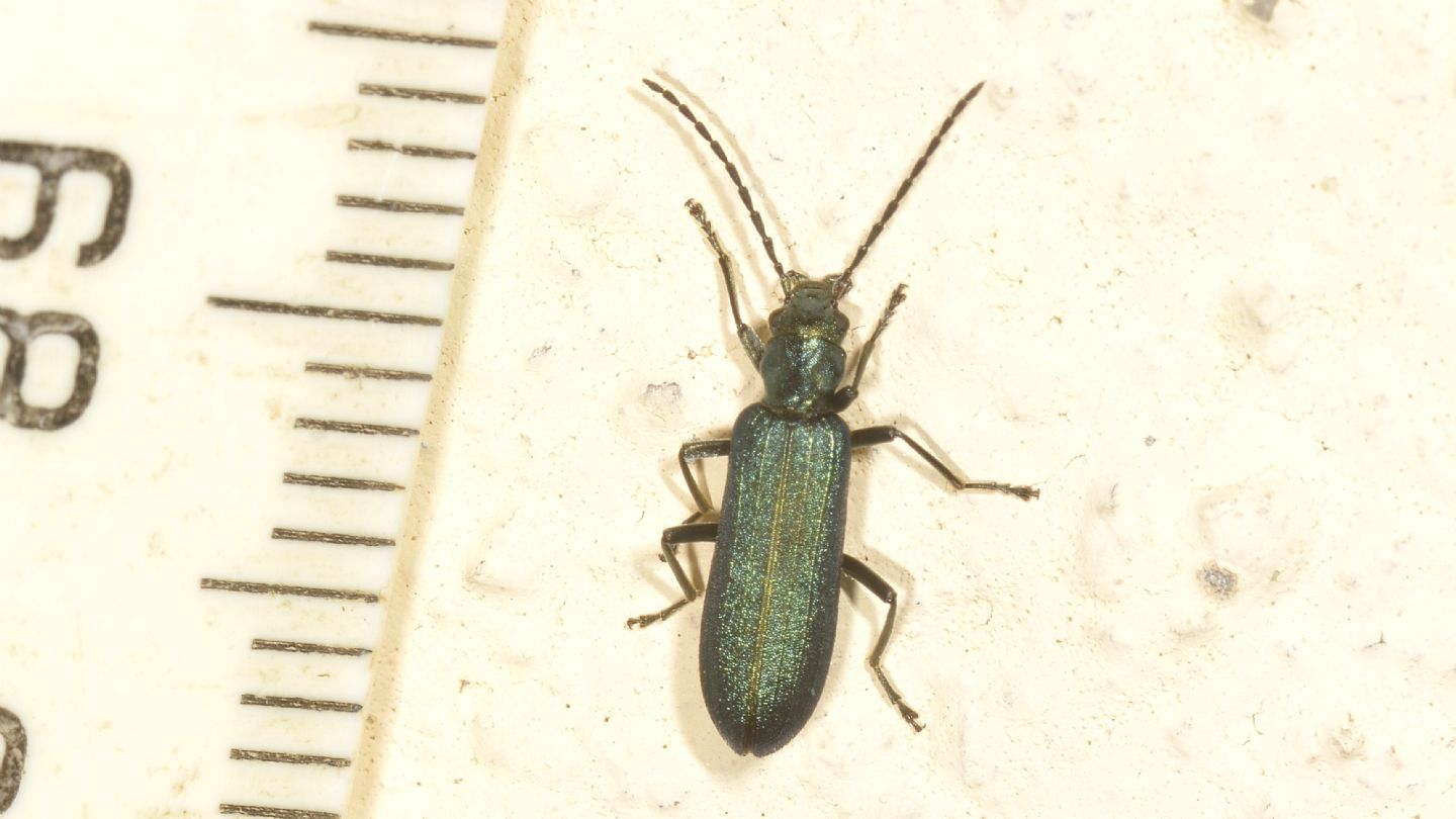 Oedemeridae: Ischnomera sp.