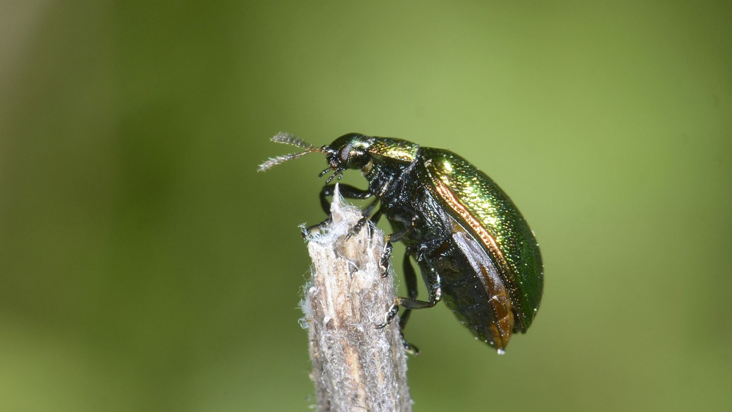 Chrysomelidae: Plagiosterna (= Linaeidea) aenea