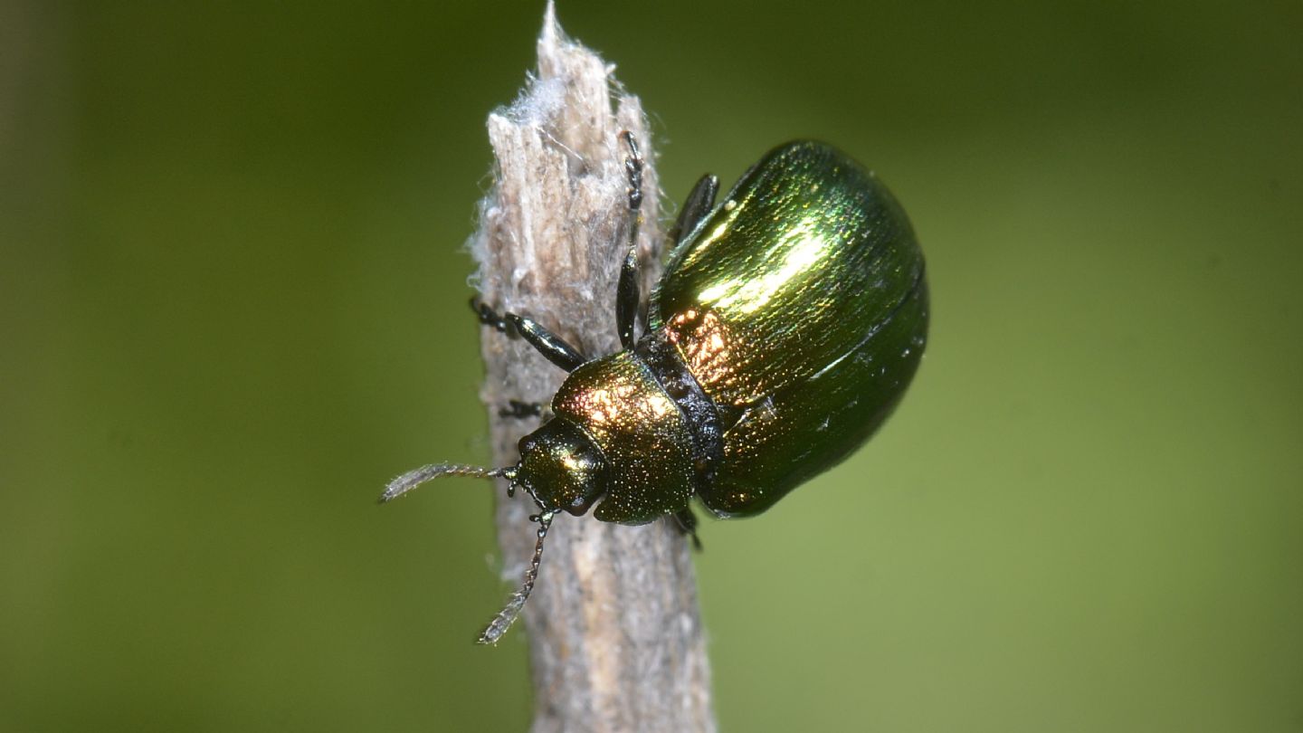 Chrysomelidae: Plagiosterna (= Linaeidea) aenea