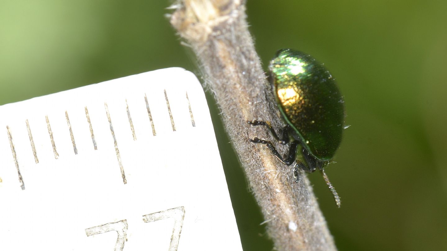 Chrysomelidae: Plagiosterna (= Linaeidea) aenea