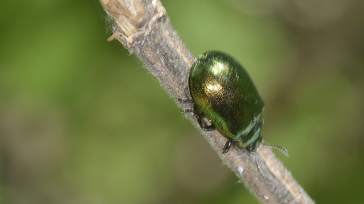 Chrysomelidae: Plagiosterna (= Linaeidea) aenea