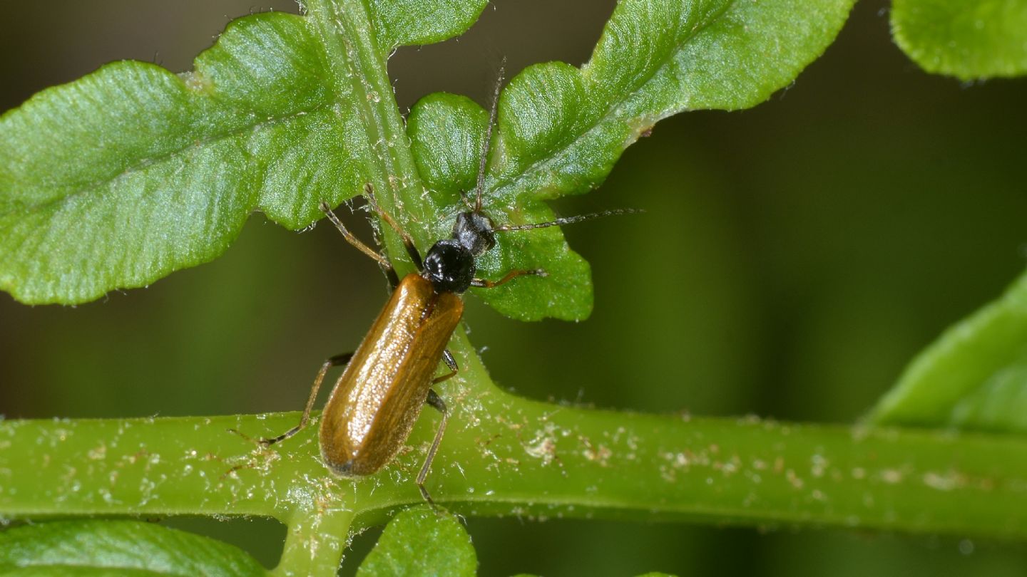 Quale Rhagonycha ? Rhagonycha fuscitibia