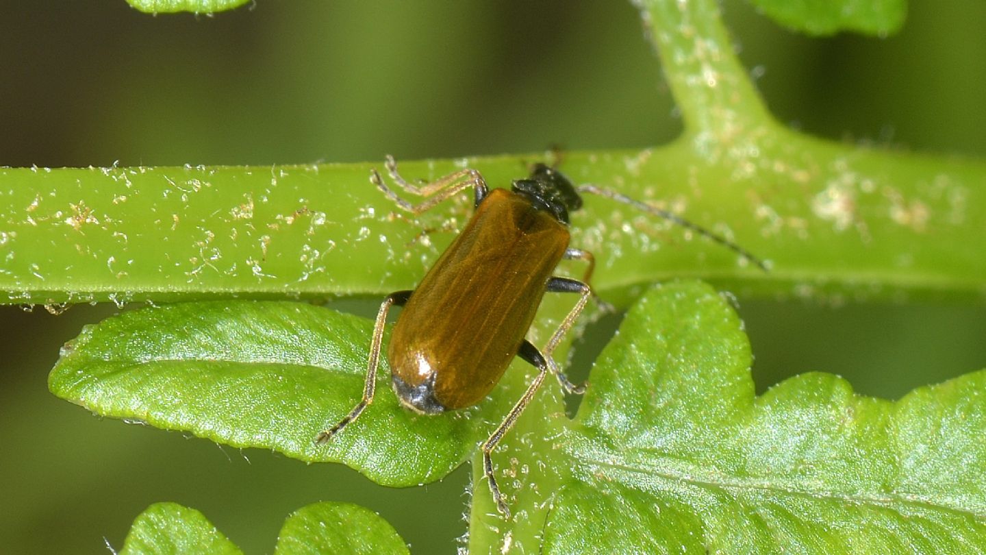 Quale Rhagonycha ? Rhagonycha fuscitibia