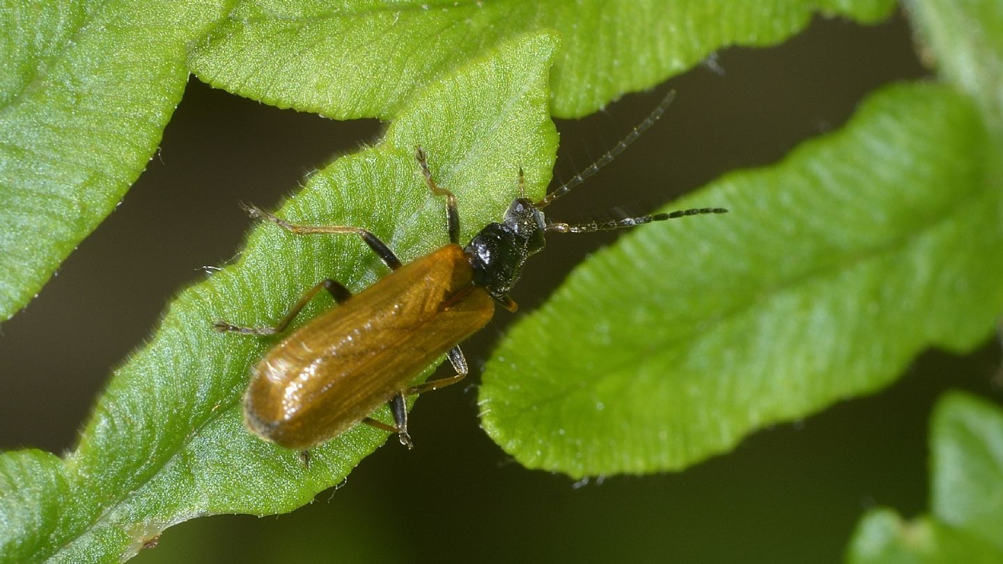 Quale Rhagonycha ? Rhagonycha fuscitibia