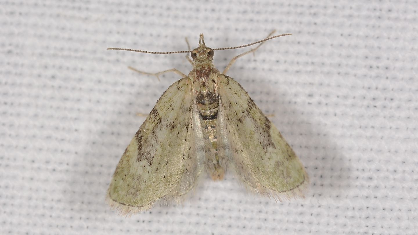 Chloroclystis v-ata - Geometridae