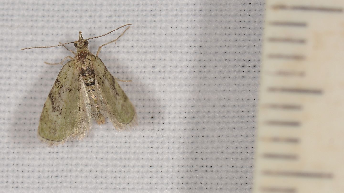 Chloroclystis v-ata - Geometridae