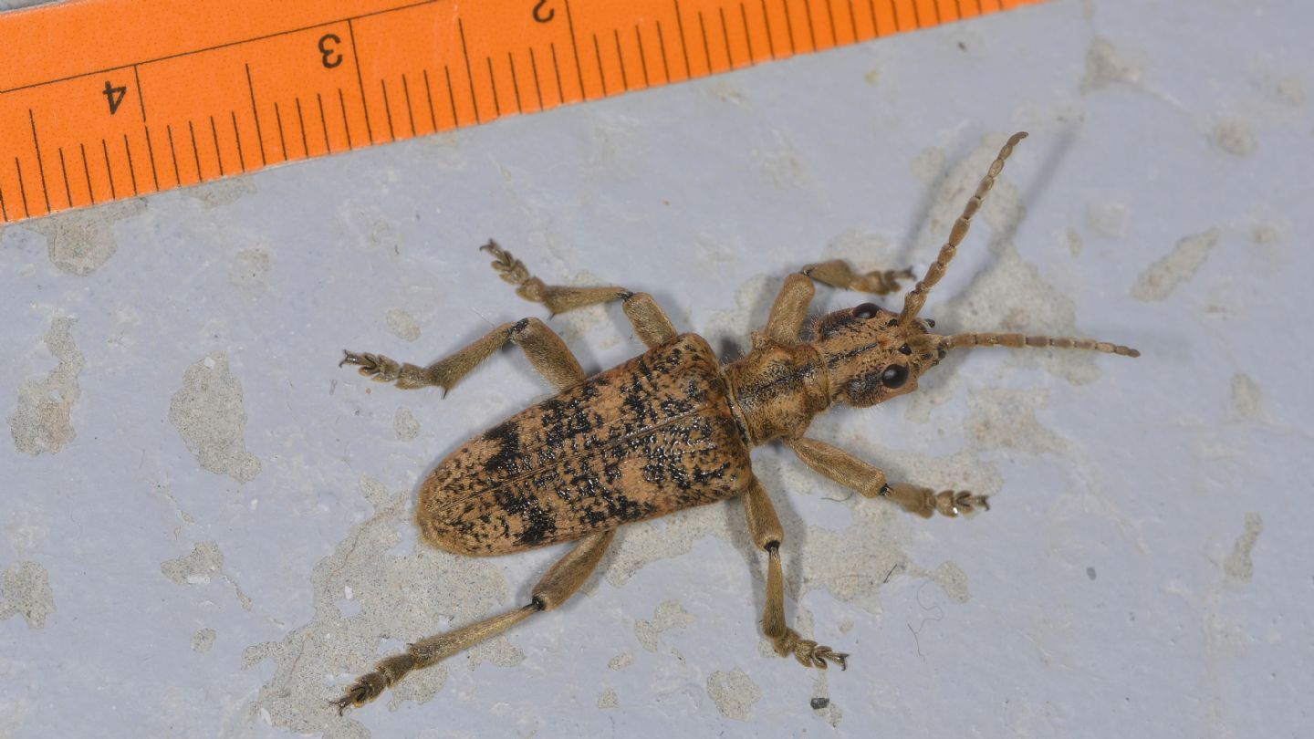 Cerambycidae: Rhagium sycophanta