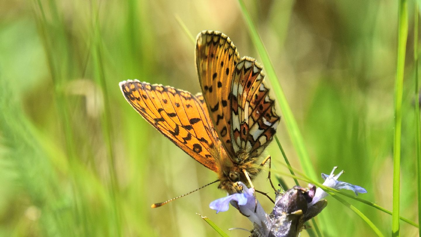 Boloria selene ?