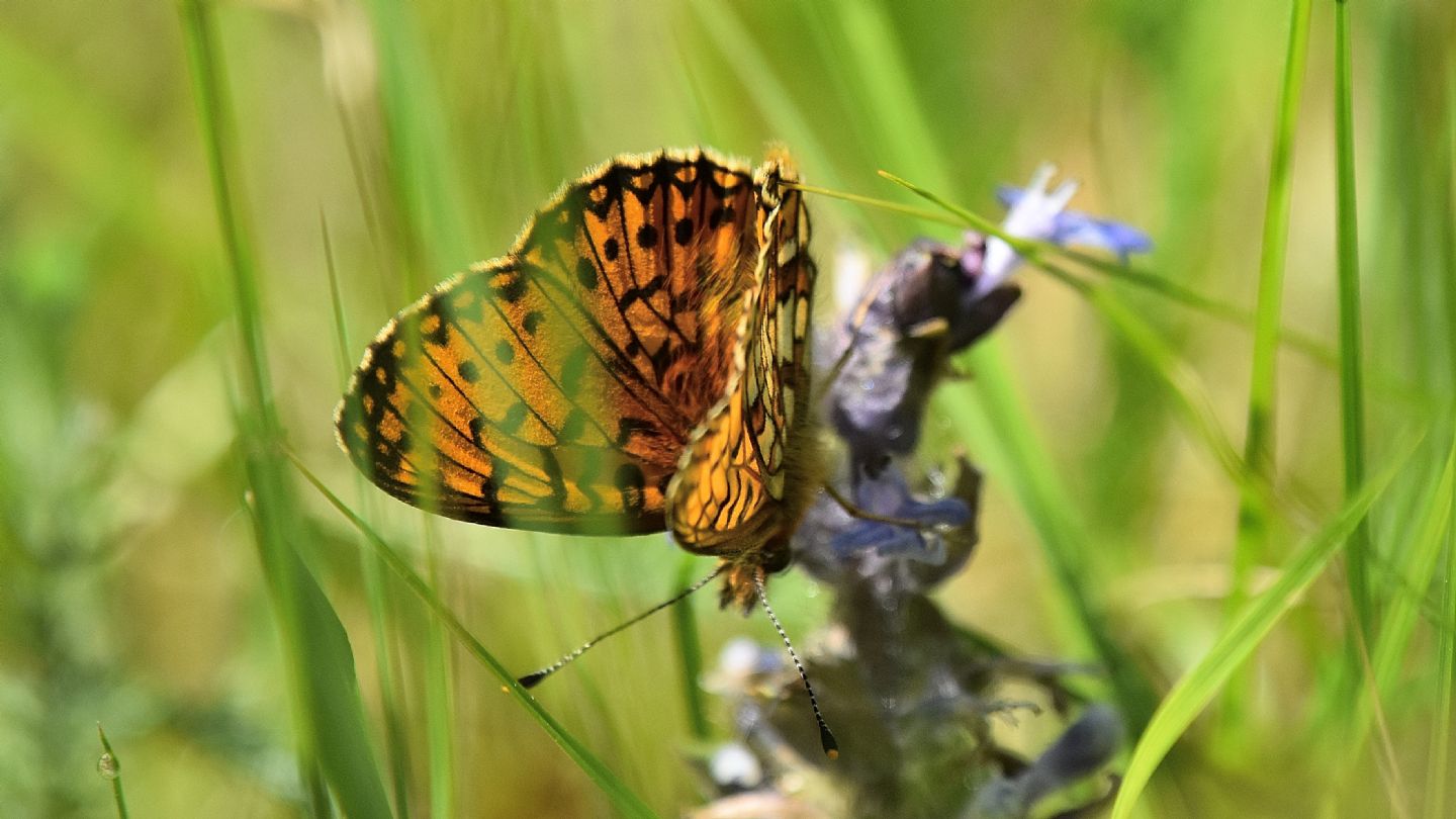 Boloria selene ?