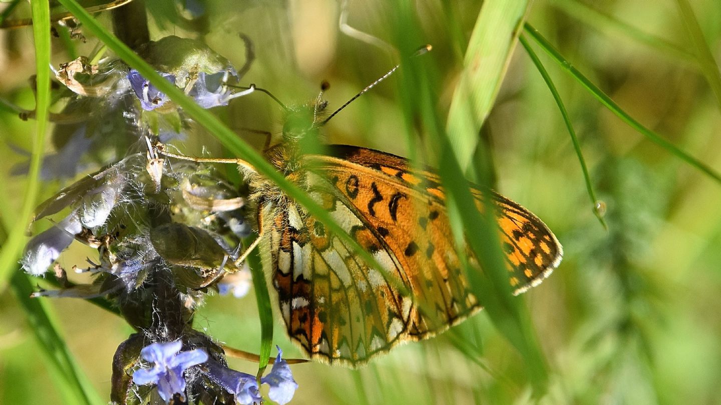 Boloria selene ?