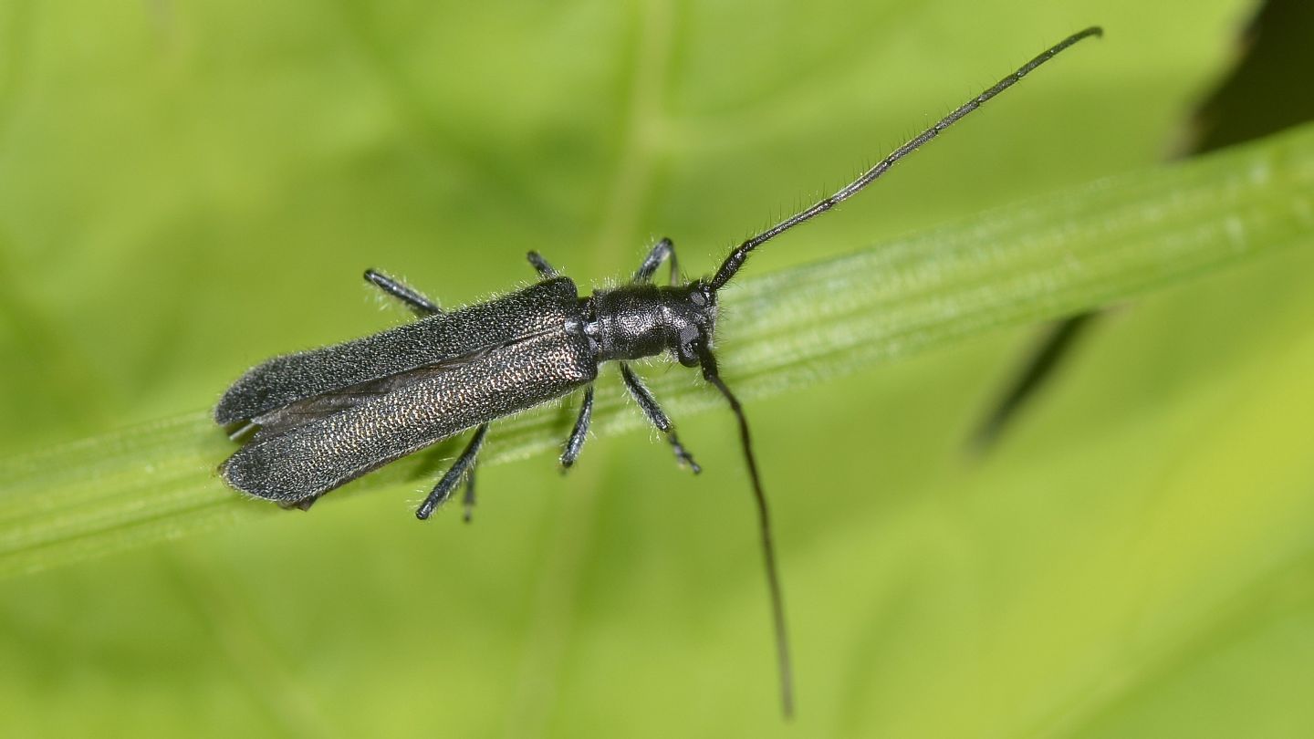 Cerambycidae nero: Stenostola ferrea, maschio