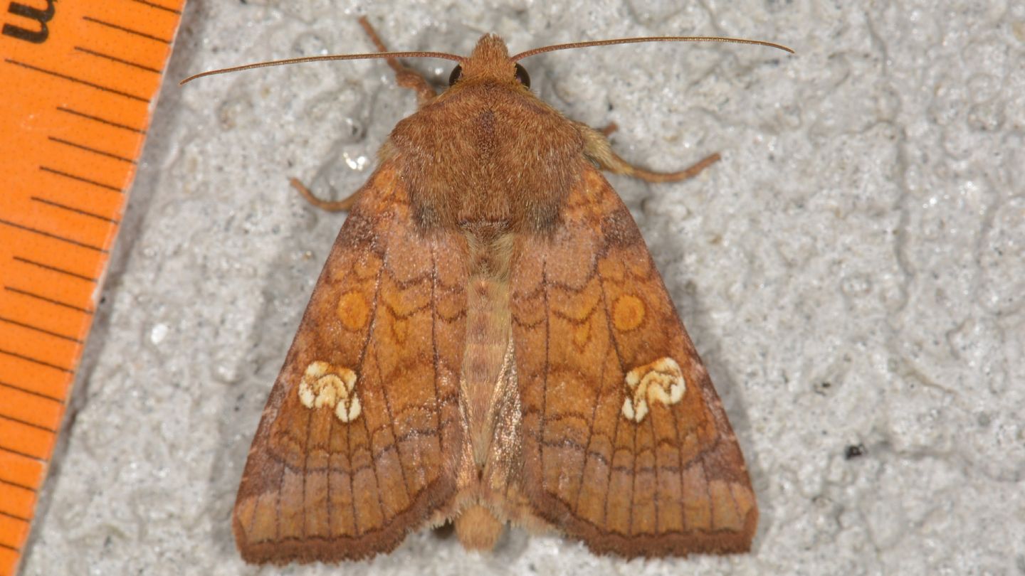 Noctuidae id ?