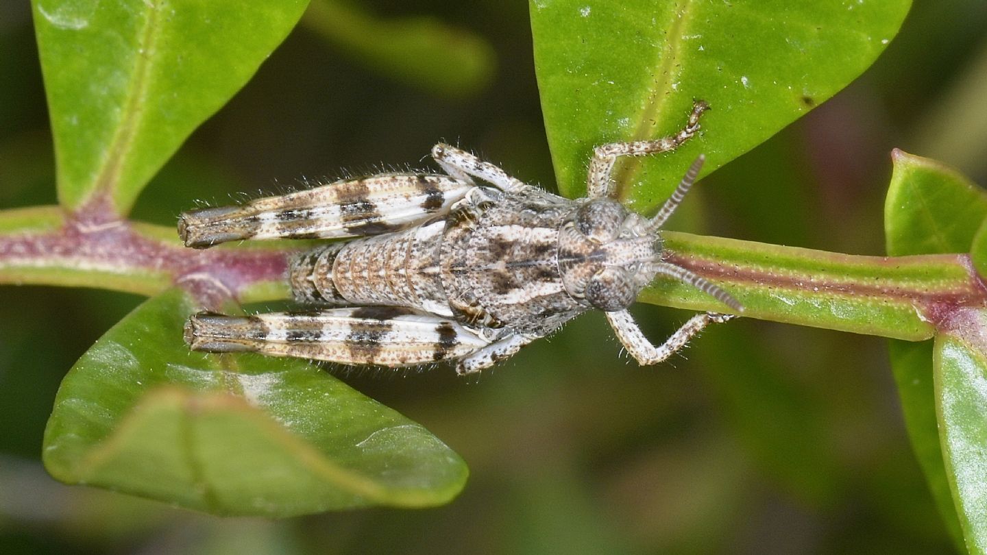 Acrididae: Calliptamus cfr. barbarus, giovane