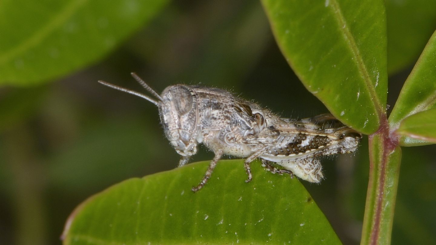 Acrididae: Calliptamus cfr. barbarus, giovane