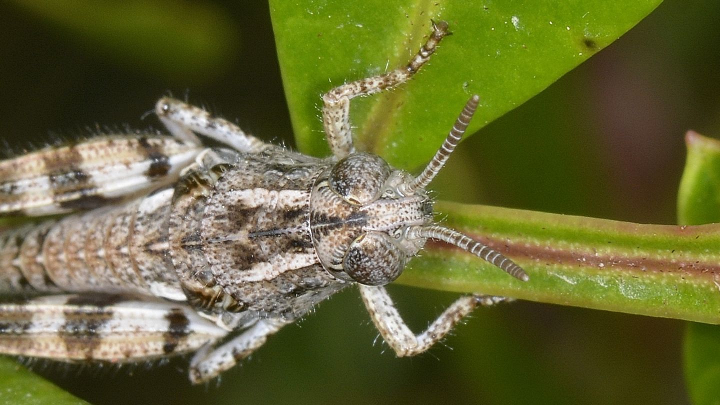 Acrididae: Calliptamus cfr. barbarus, giovane