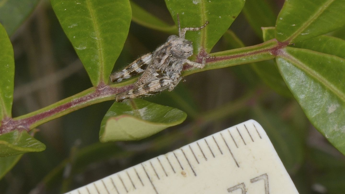 Acrididae: Calliptamus cfr. barbarus, giovane