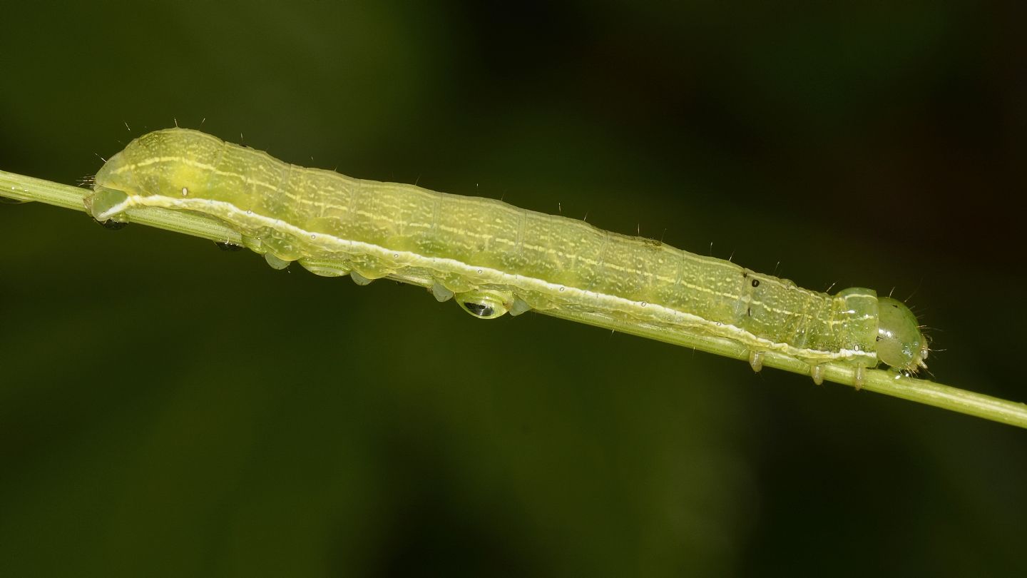 Larva da id