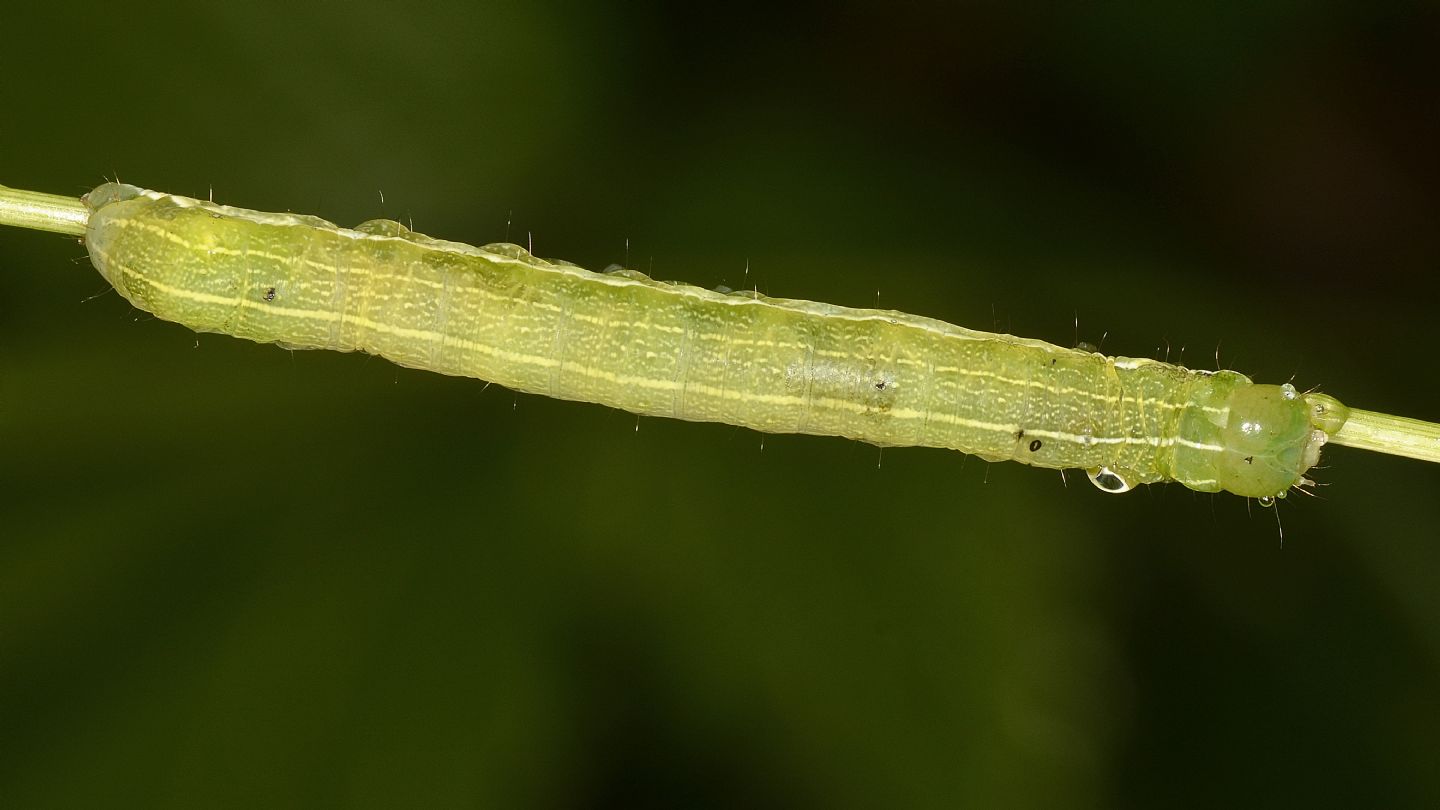 Larva da id