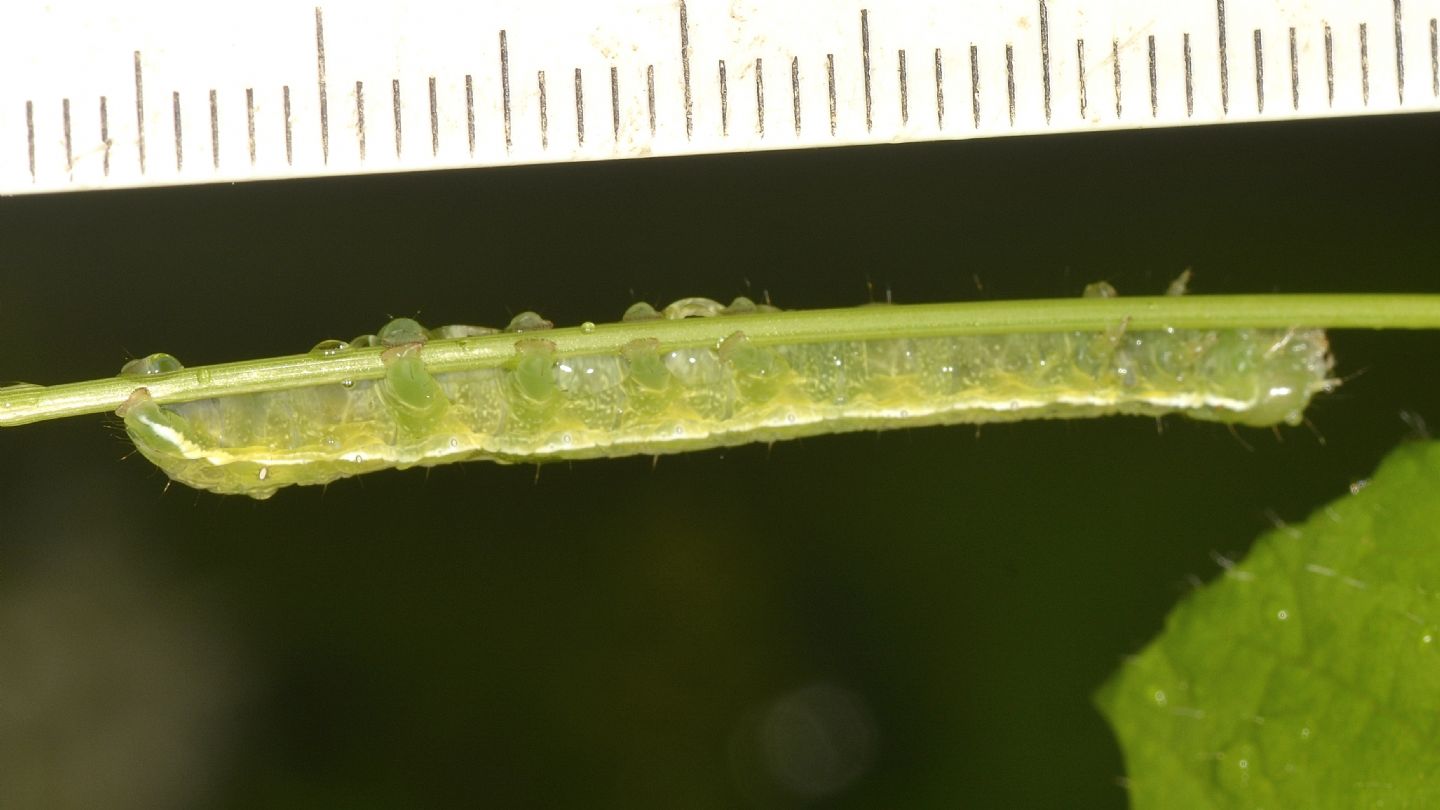 Larva da id