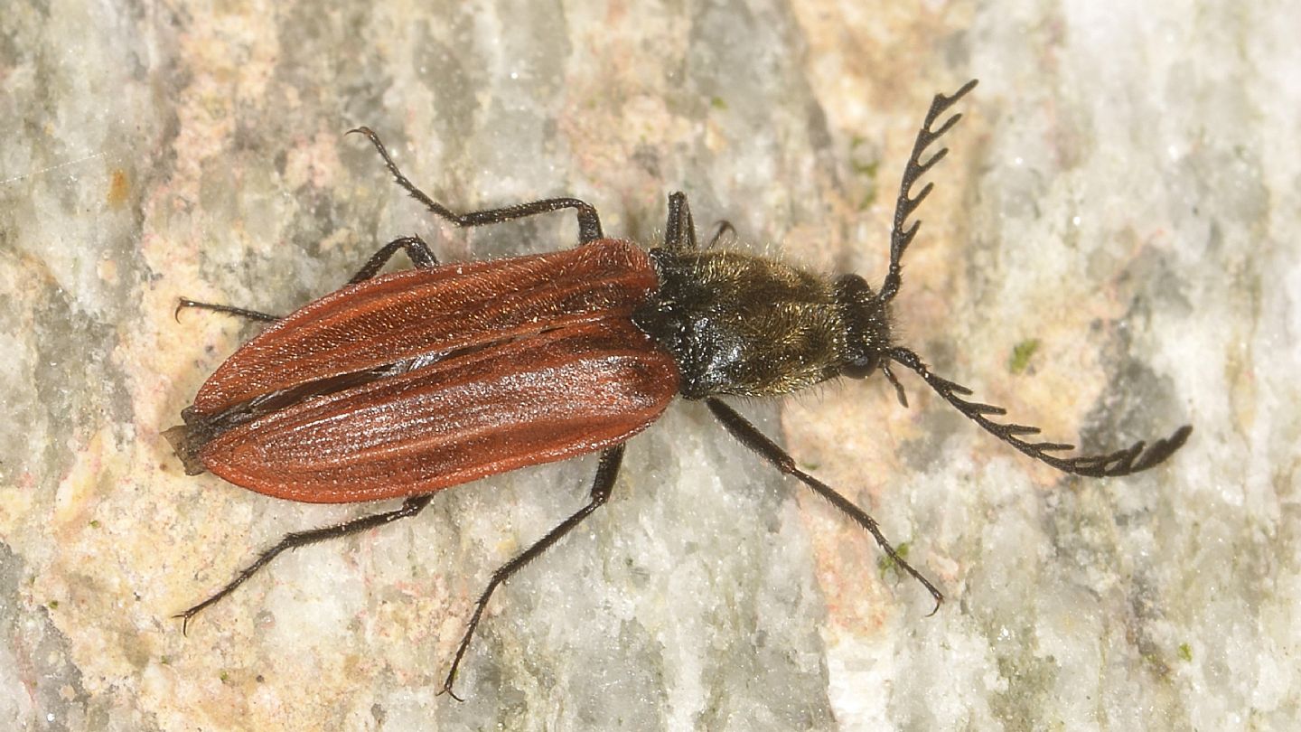 Elateridae: Anostirus (cfr. Parastirus) sp.