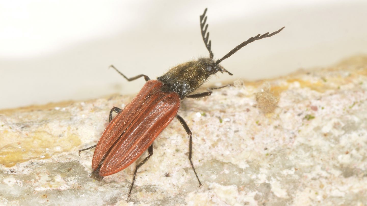 Elateridae: Anostirus (cfr. Parastirus) sp.