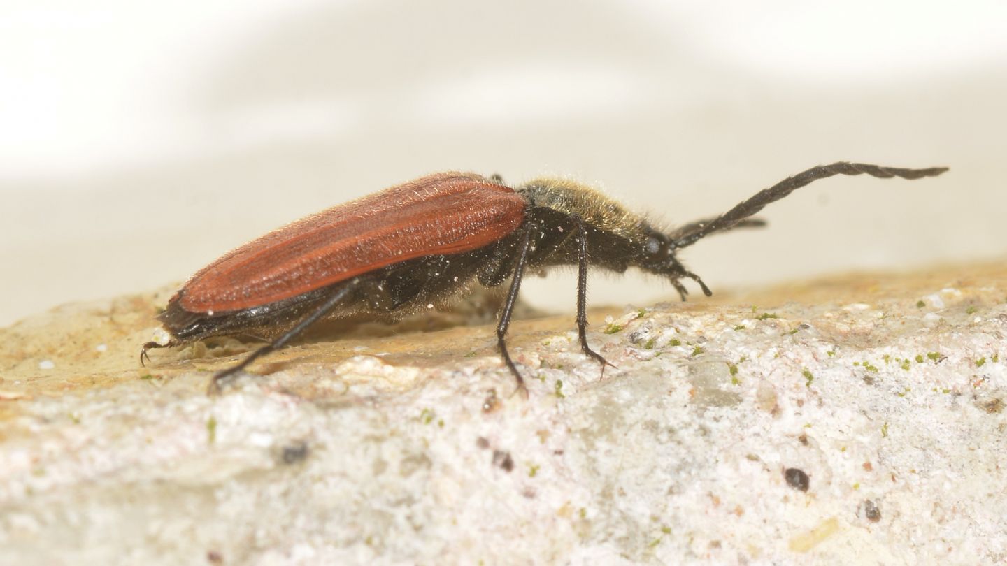 Elateridae: Anostirus (cfr. Parastirus) sp.