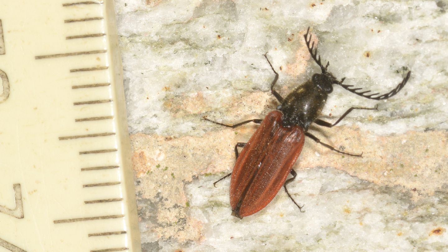 Elateridae: Anostirus (cfr. Parastirus) sp.