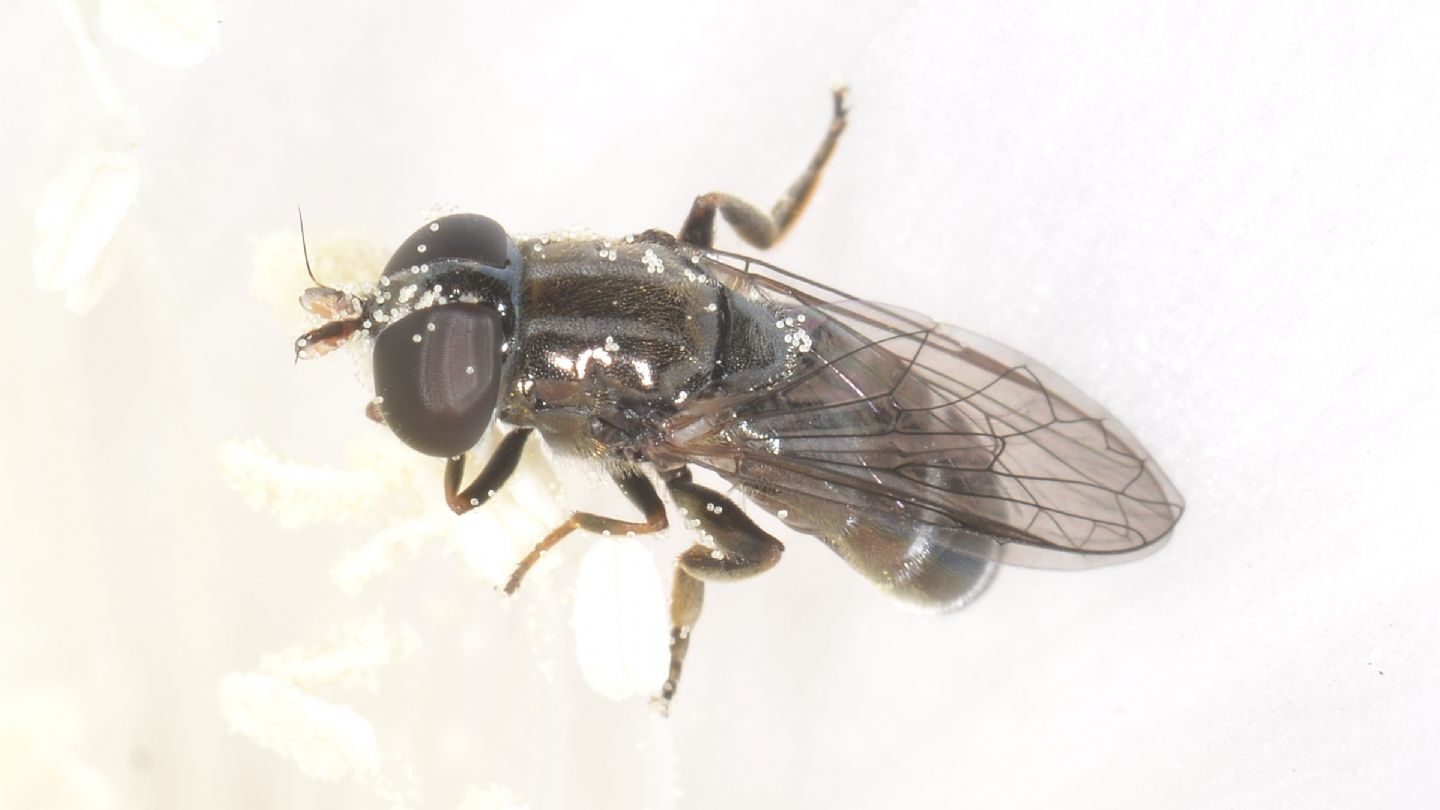 piccolo Syrphidae