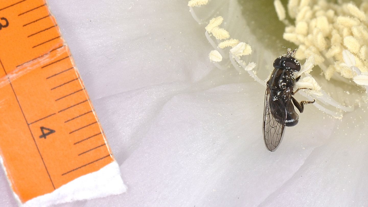 piccolo Syrphidae