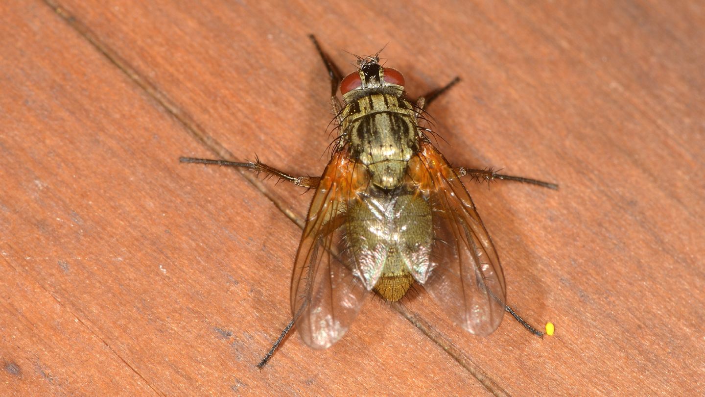 Muscidae: cfr.  Phaonia angelicae