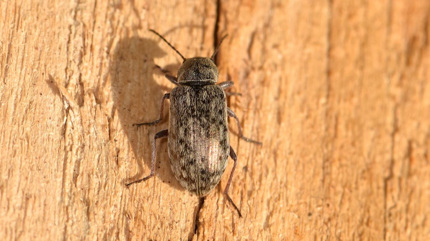 Tenebrionidae: Nephodinus metallescens