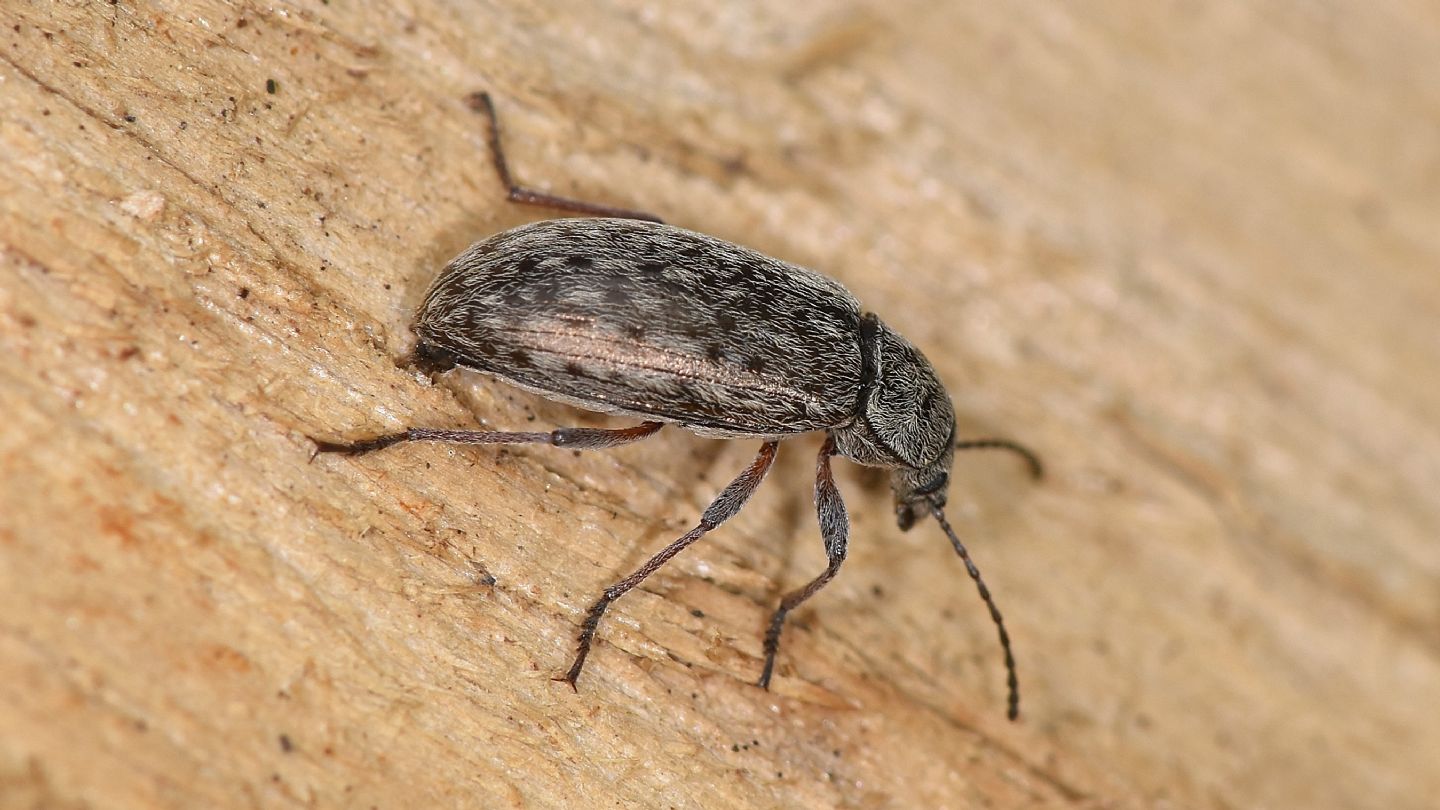 Tenebrionidae: Nephodinus metallescens