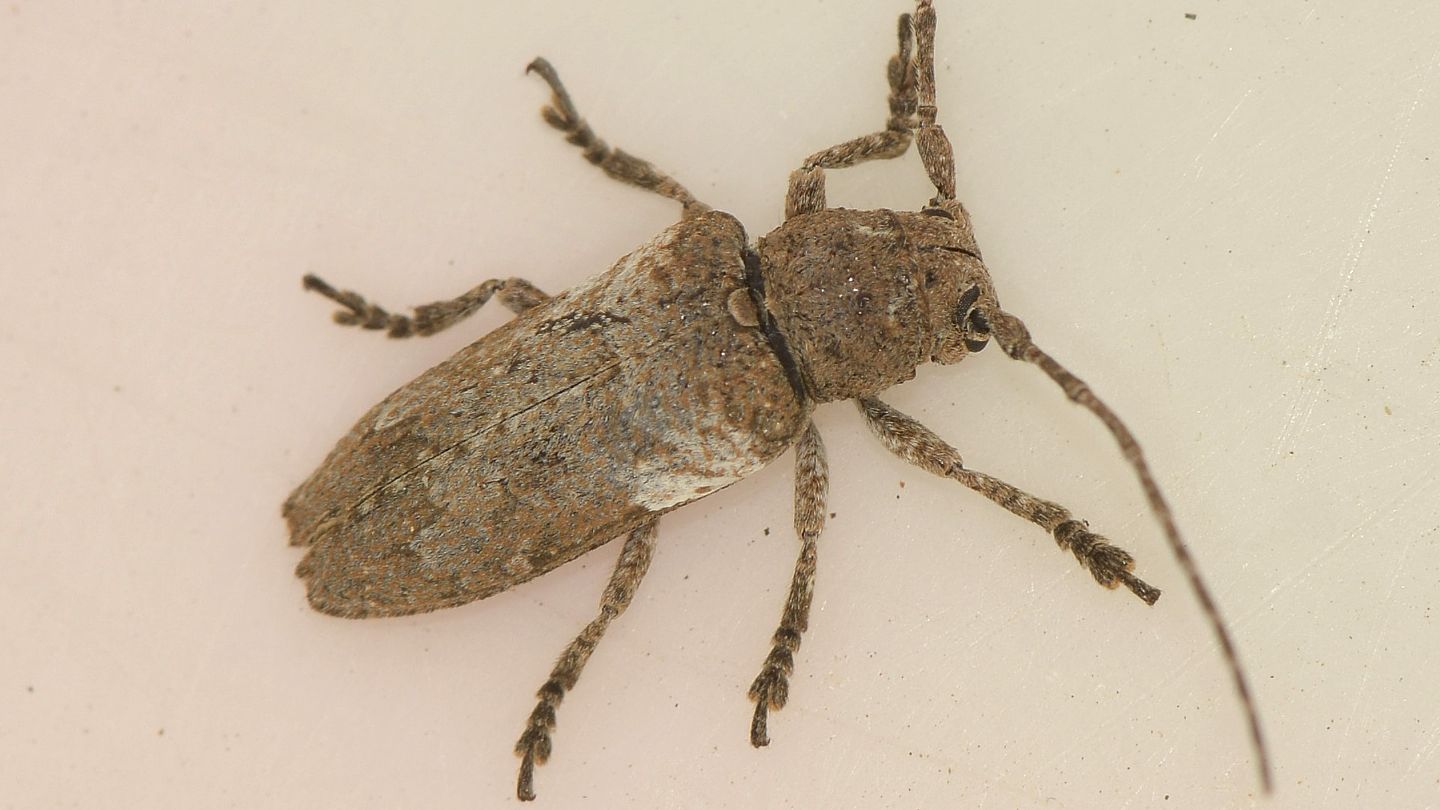 Cerambycidae sardo