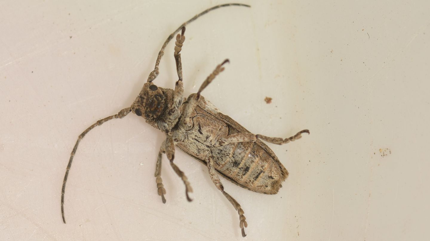 Cerambycidae sardo