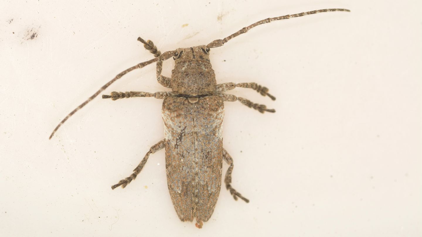 Cerambycidae sardo